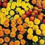 Seminte profesionale Tagetes patula - Craite pitice - imagine 48895
